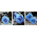 Синие розы Триптих Раскраска по номерам на холсте Menglei