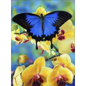 Бабочка и орхидеи Алмазная вышивка мозаика Алмазная живопись