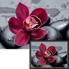Королевская орхидея Алмазная мозаика вышивка Гранни | Купить алмазную мозаику