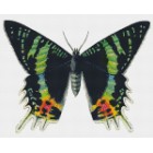Бабочка Алмазная мозаика на подрамнике Цветной