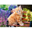 Котёнок на скамейке Пазлы Castorland