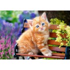 Котёнок на скамейке Пазлы Castorland