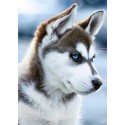 Снежный пес Алмазная мозаика (вышивка) Гранни