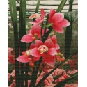 Нежные орхидеи Алмазная мозаика на подрамнике Цветной