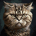  Суровый котик Алмазная вышивка мозаика Гранни Ag 3051