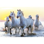 Белые лошади на закате Пазлы Educa