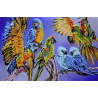  Попугаи Канва с рисунком для вышивки бисером Вышиваем бисером ПР36