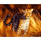 Хищный леопард Раскраска картина по номерам акриловыми красками на холсте
