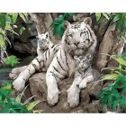 Белые тигры Раскраска картина по номерам акриловыми красками на холсте Menglei MG6046
