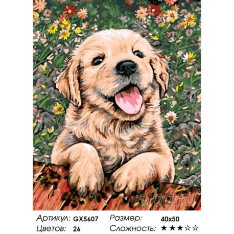 Количество цветов и сложность Игривый щенок Раскраска картина по номерам акриловыми красками на холсте