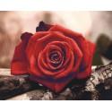 Красная роза Алмазная мозаика на подрамнике