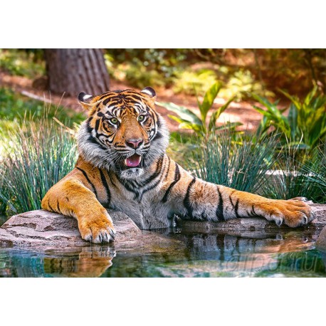 Тигр у воды Пазлы Castorland