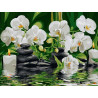 Белые орхидеи Раскраска картина по номерам на холсте