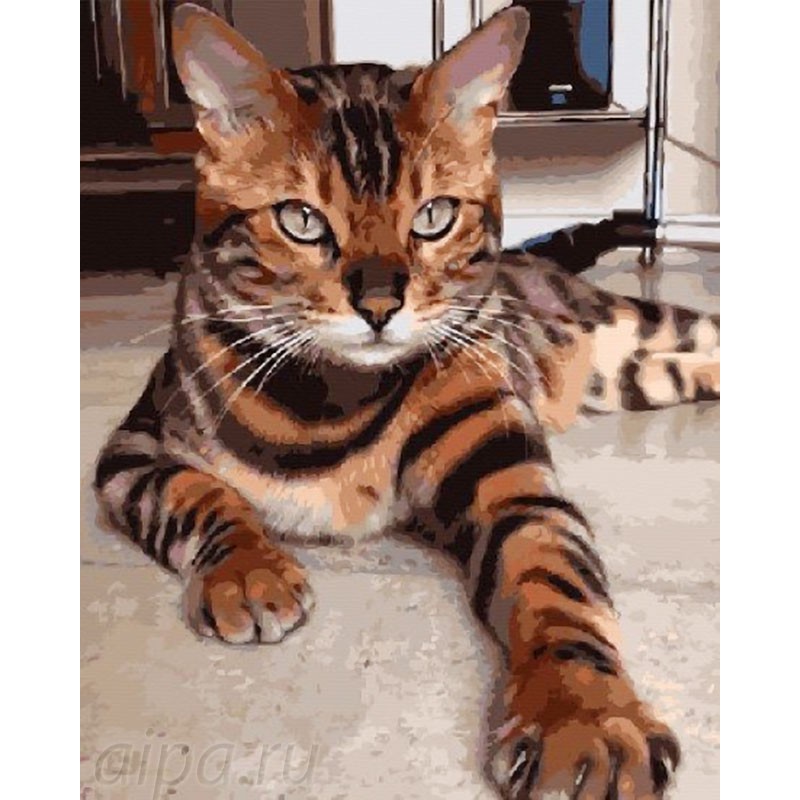 Бенгальская Кошка Фото Купить