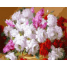 Фломандские розы Раскраска по номерам на холсте Color Kit CG419