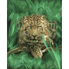  Гепард в траве Раскраска по номерам на холсте CG791