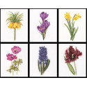 Шесть цветочных исследований канва лён 36 ct Набор для вышивания Thea Gouverneur