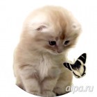  Милый котенок Набор для вышивания VC010