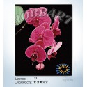 Утонченность орхидеи Раскраска по номерам на холсте Hobbart