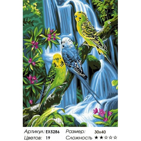 Картинки раскраски попугай корелла (50 фото)