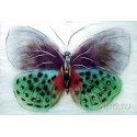 Бабочка Баттерфляй Картина из шерсти с рамкой