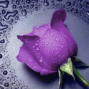 Сиреневая роза Алмазная частичная вышивка (мозаика)