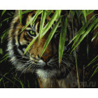  Тигр в засаде Раскраска картина по номерам на холсте ZX 20340