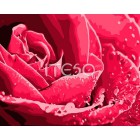 Розы бутон Раскраска по номерам акриловыми красками на холсте Iteso