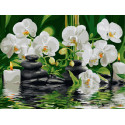 Белая орхидея Раскраска картина по номерам на холсте