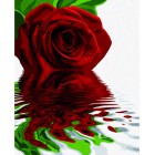 Красная роза Раскраска по номерам акриловыми красками Schipper (Германия)