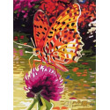 Бабочка на клевере Раскраска картина по номерам на холсте