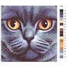 Раскладка Кошачья мордочка Раскраска по номерам на холсте Живопись по номерам A383