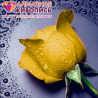  Желтая роза Алмазная вышивка мозаика АЖ-0018
