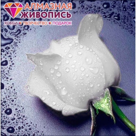  Белая роза Алмазная вышивка мозаика АЖ-0024
