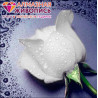  Белая роза Алмазная вышивка мозаика АЖ-0024
