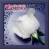 В рамке Белая роза Алмазная вышивка мозаика АЖ-0024