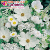  Белые полевые цветы Алмазная вышивка мозаика АЖ-1195